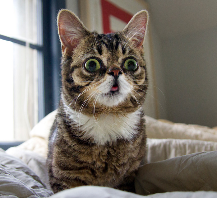 lilbub.png