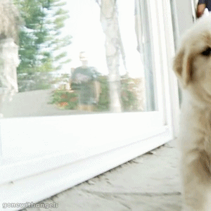 lilwoofer.gif