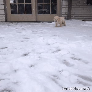 lilwoofer2.gif