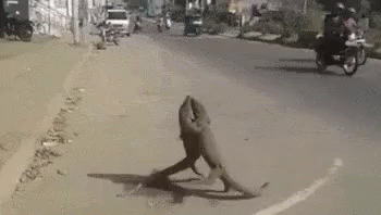 lizard fight.gif