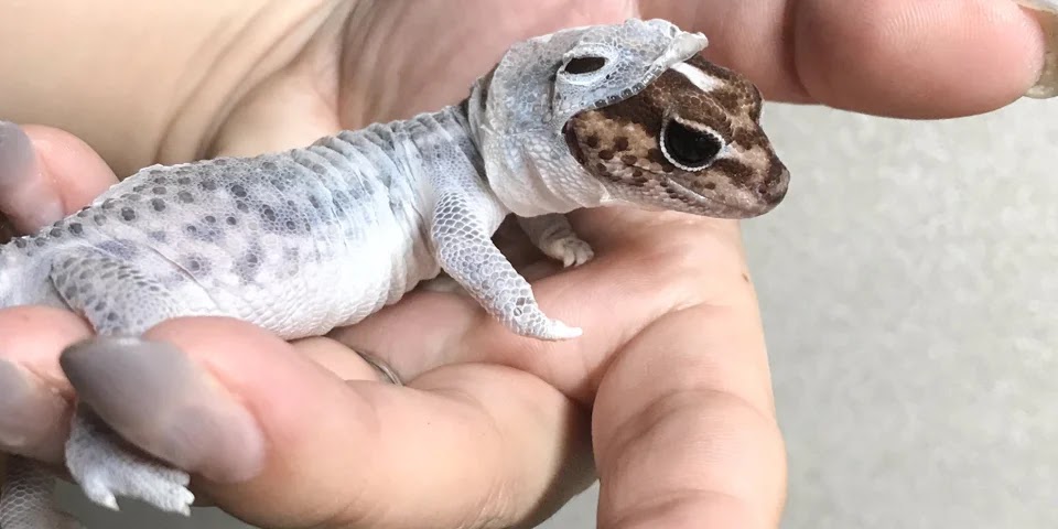 lizard.jpg