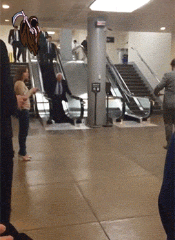 lol.gif