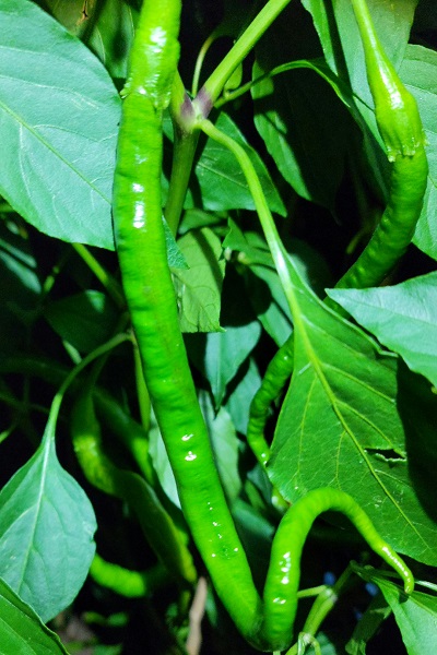 Long cayenne.jpg