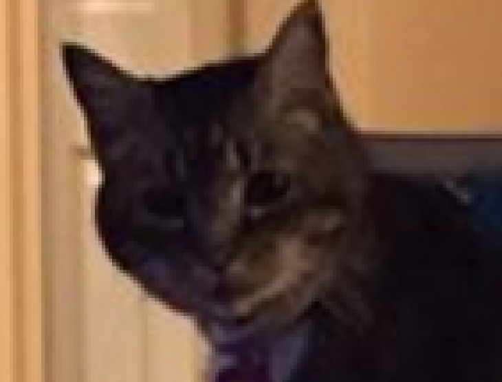 lucy2.png