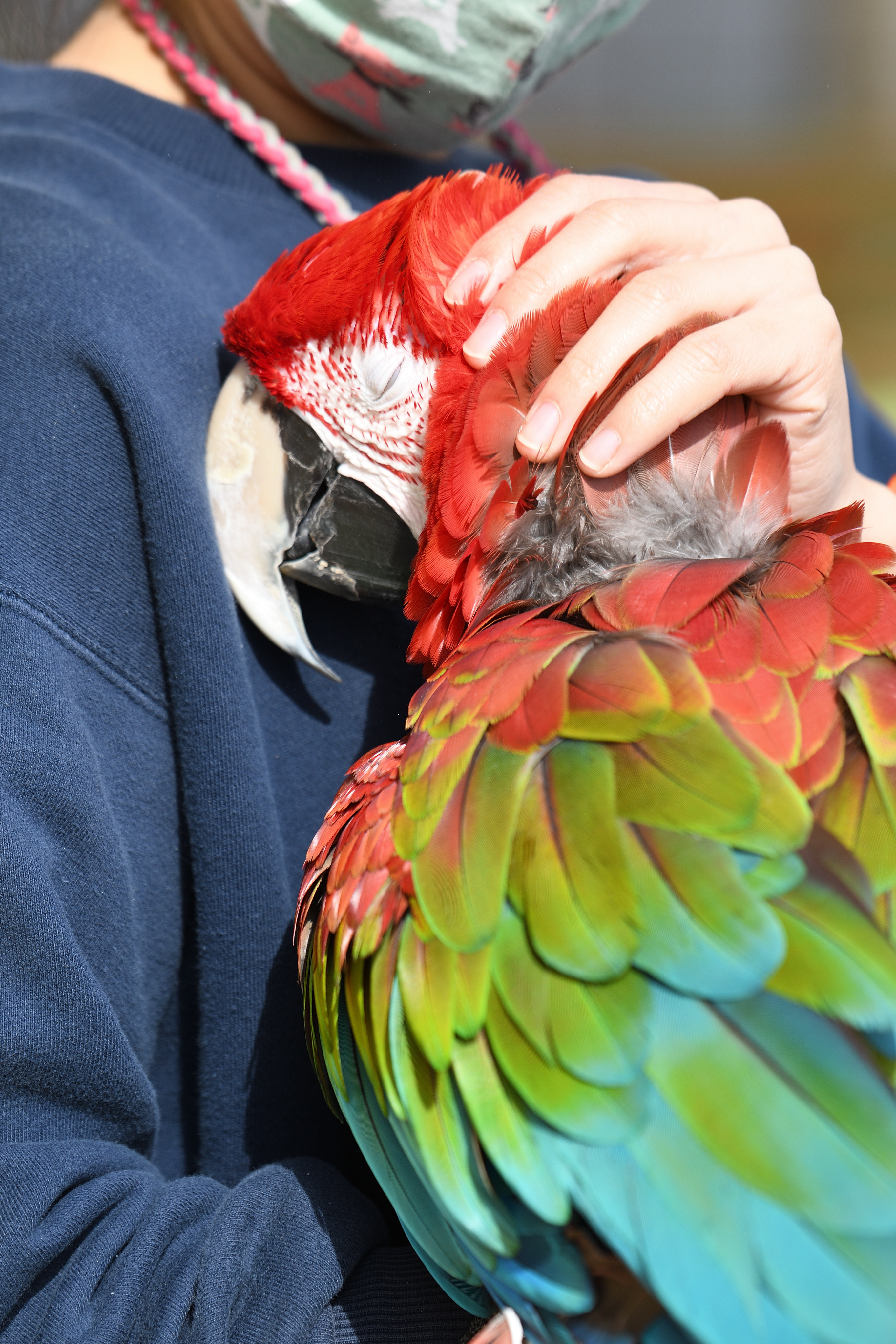 macaw hug.jpg