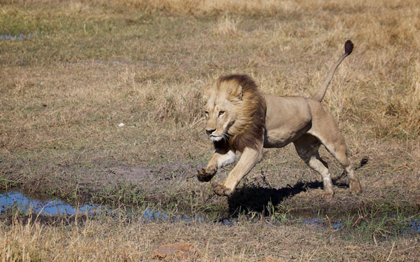 manedlioness.jpg