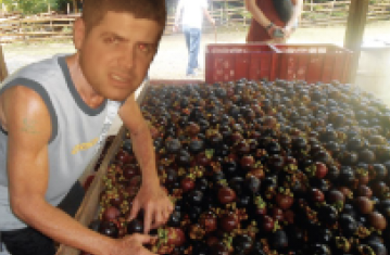 mango.png