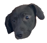 max croppend.png