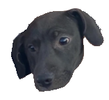 maxdoxxhound-png.2419499