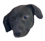 MAXtheDOX.png