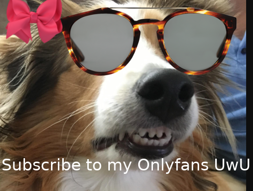 maysheltie.png