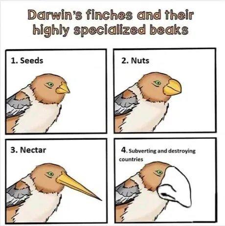 merchantfinch5f861a7da3791.jpeg