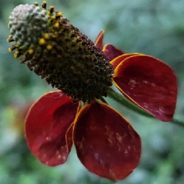 Mexican hat red2.jpg