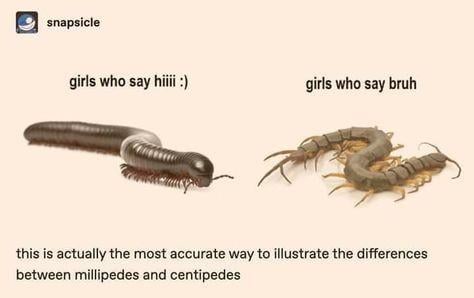 millipedes.jpeg