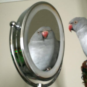 mirror move.png