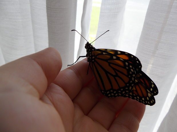 MonarchButterflysmaller.png