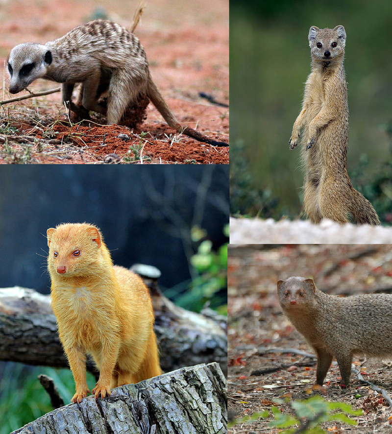 Mongoose_collection.png