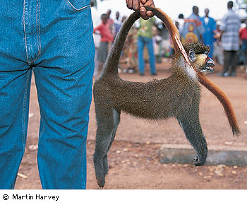 monkey bag.jpg