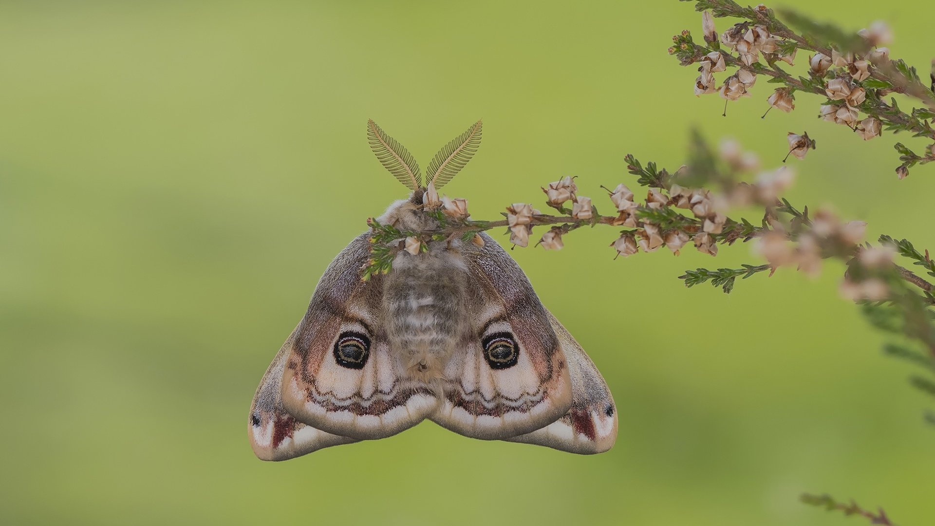 Moth.jpg
