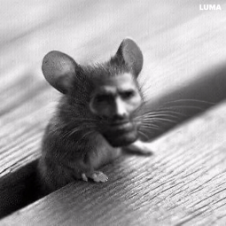 Mouse Chad.gif