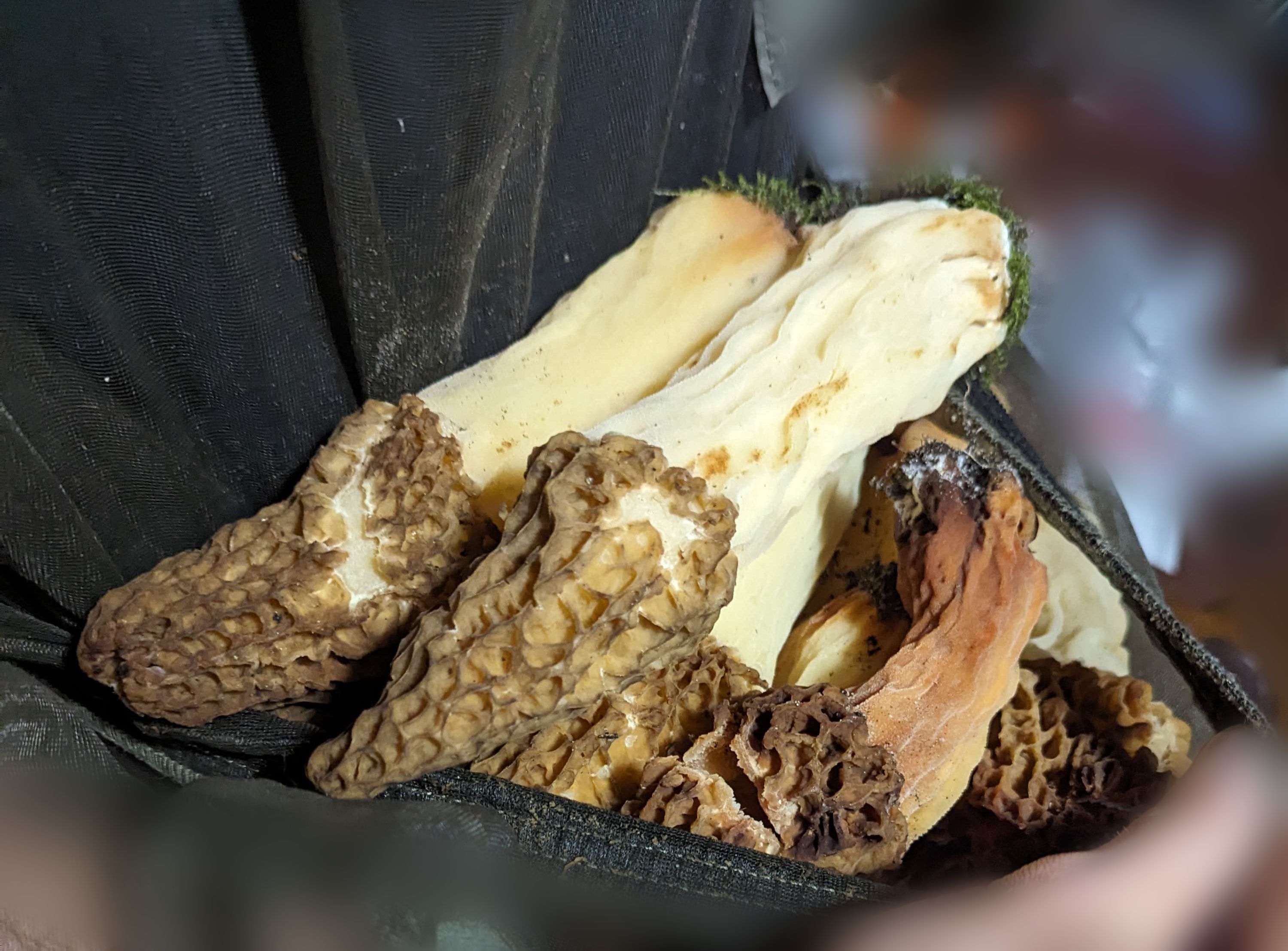 mushrooms.jpg
