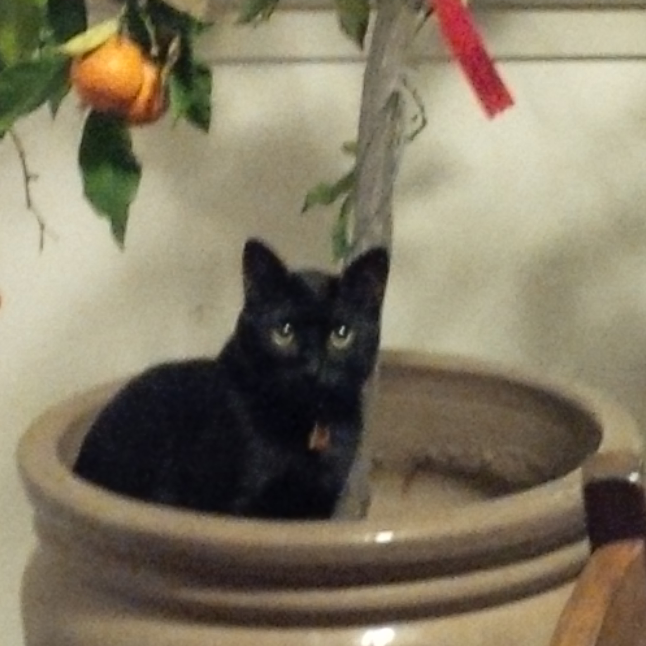 My cat.jpg