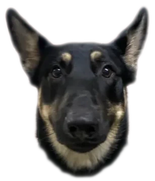 my pup head.webp