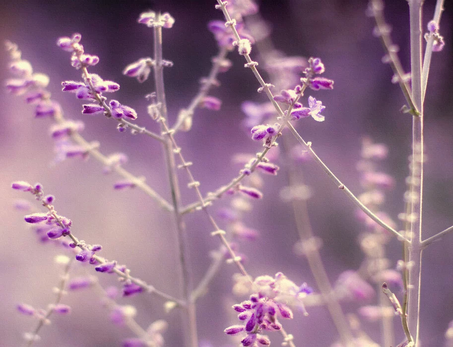 nature1.webp