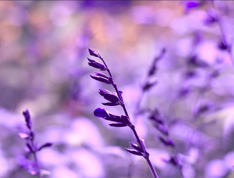 nature3.webp