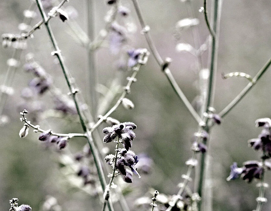 nature7.webp