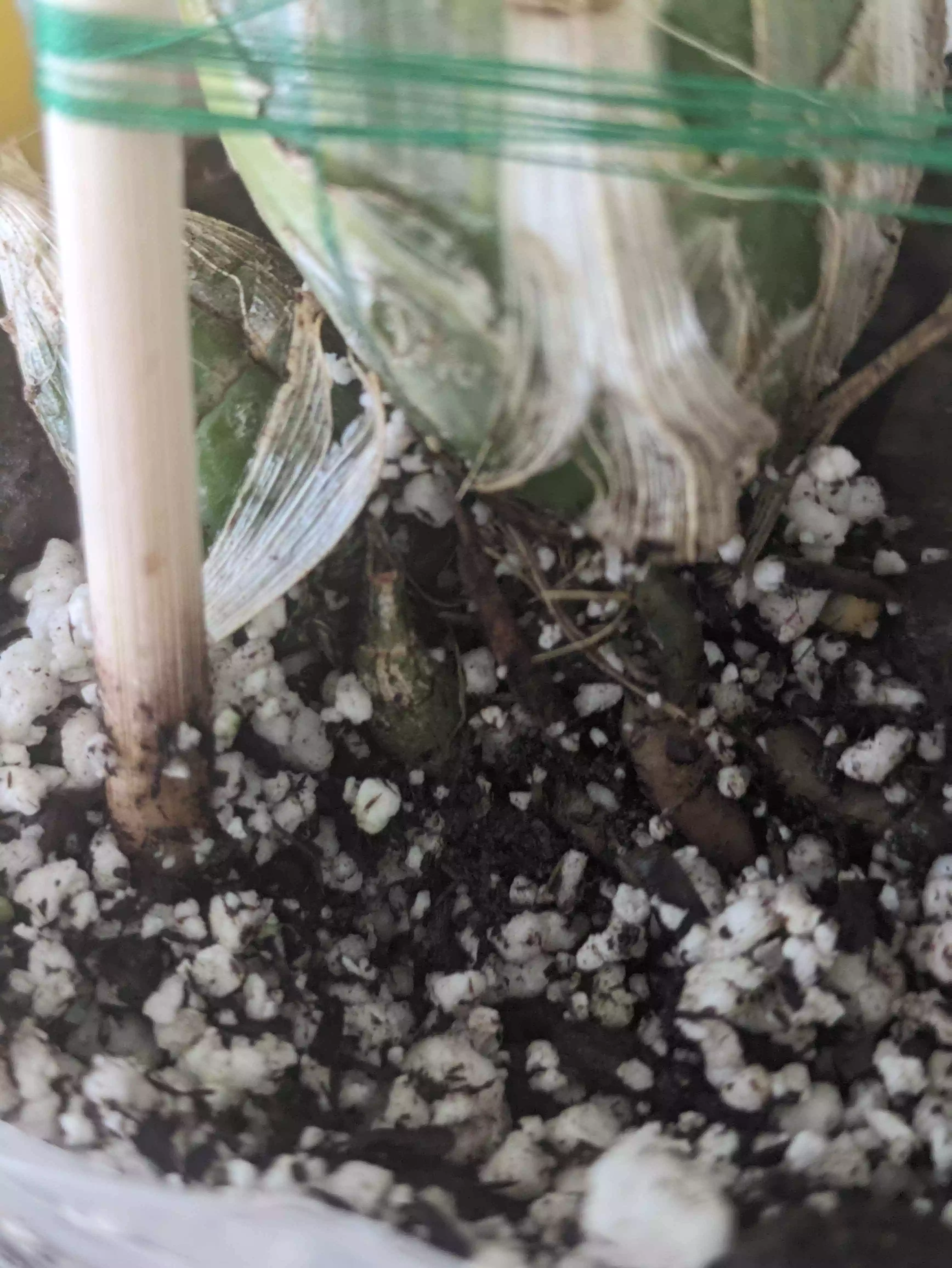 new bulb.webp