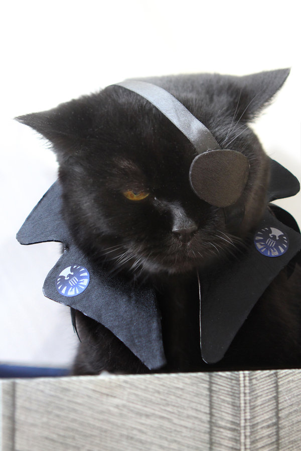 NickFuryCat.jpeg