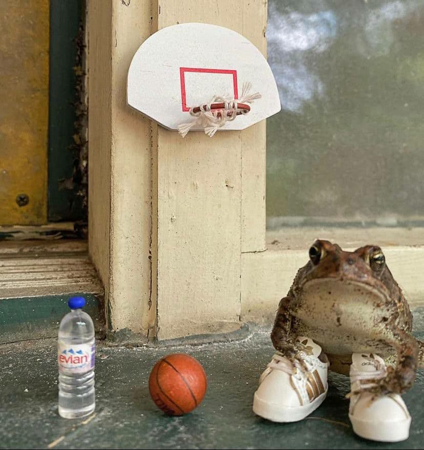 nigga-frog.jpg