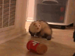 no ferret.gif