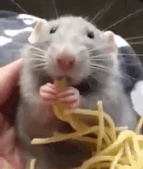 noodle muncher.gif