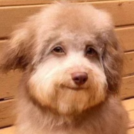 nulldog.png