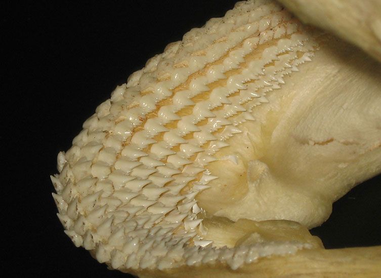 nursesharkteeth.jpg