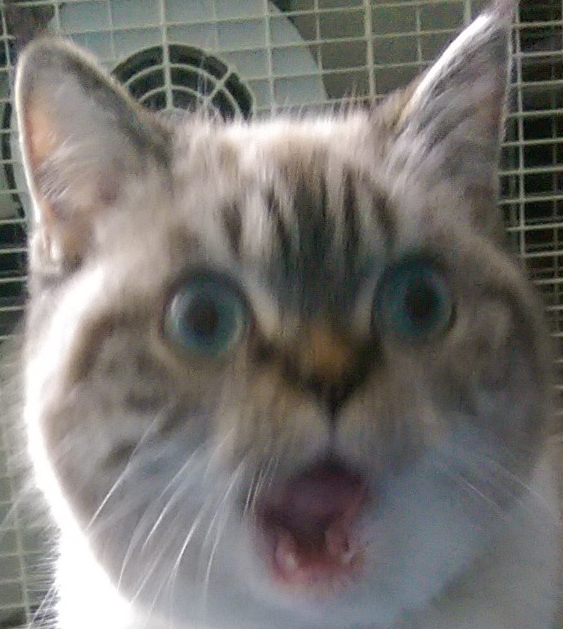 ohmeowgod.png
