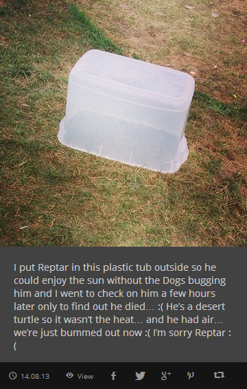 Onision_Turtle_Murderer.png