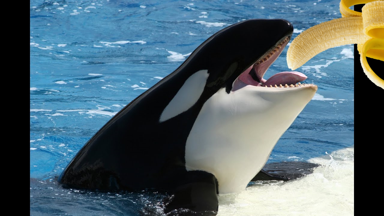 738807