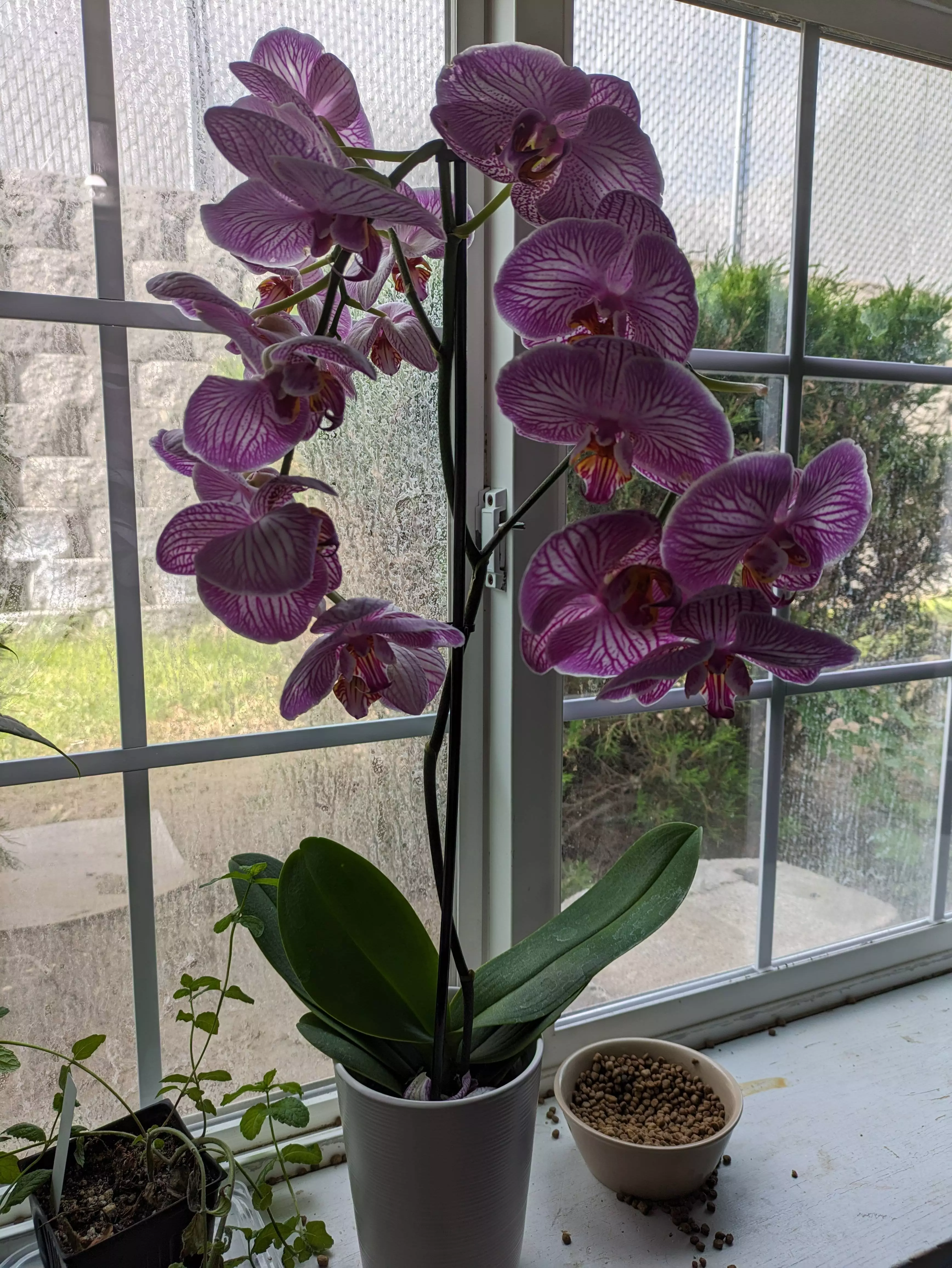 Orchid.webp