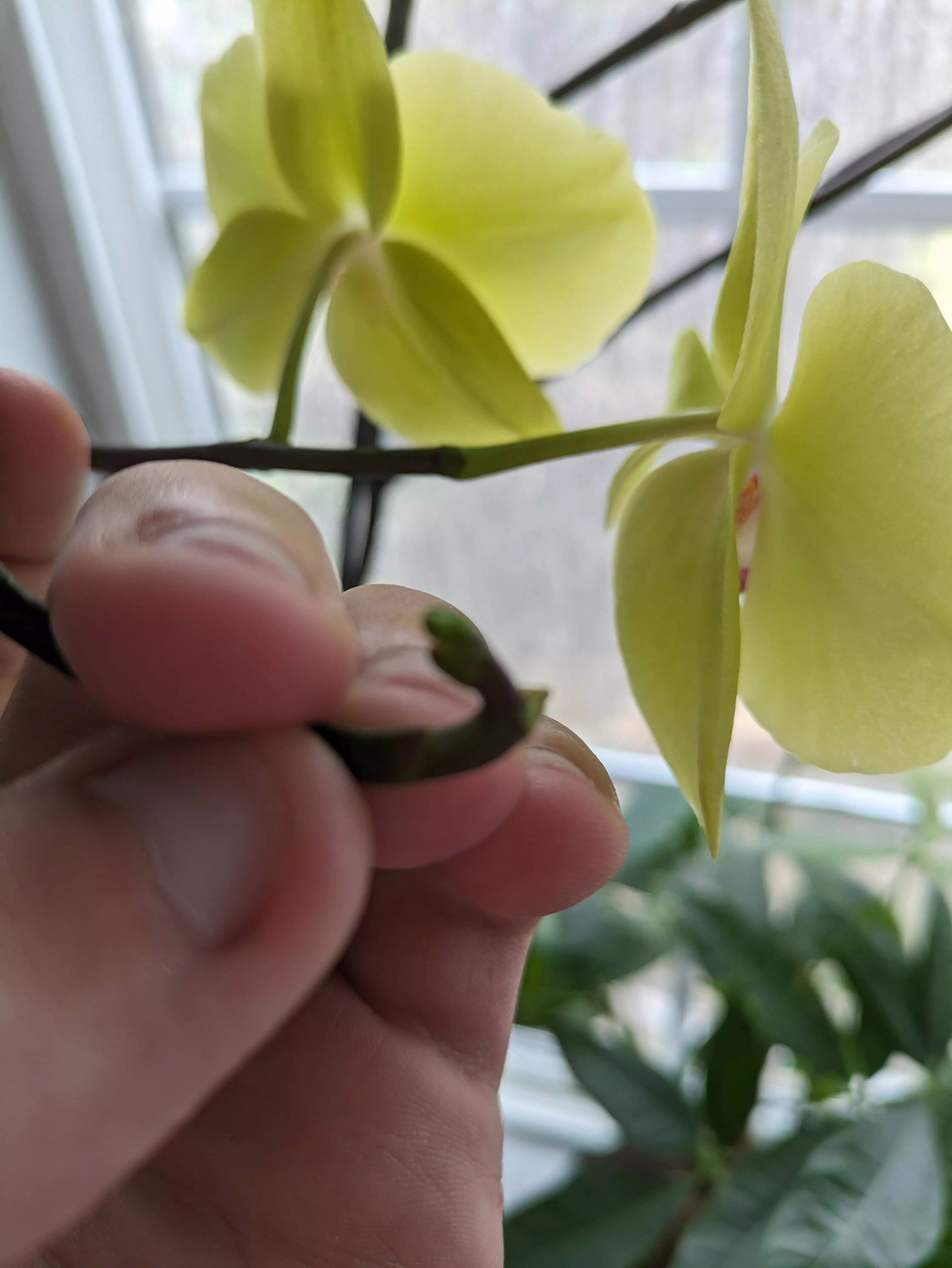Orchid (yellow).webp
