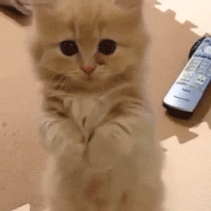 orig.gif