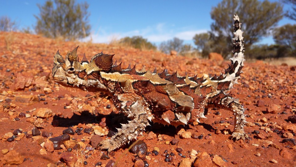 original (2) lizard.jpg