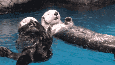 otters.gif