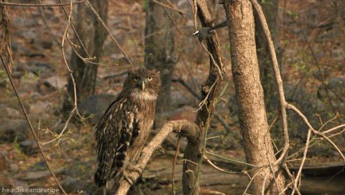 owl bird.gif