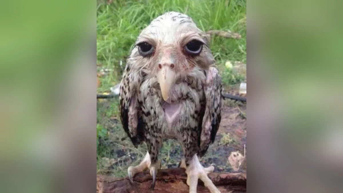 owl.webp