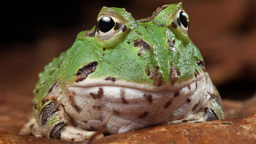 pacman-frog.jpg