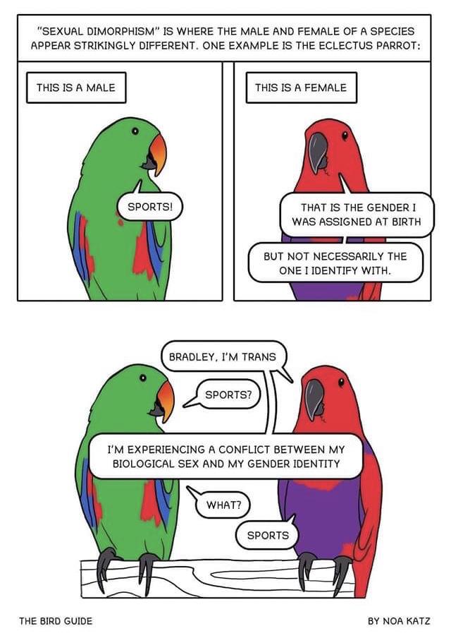 parrots.jpg