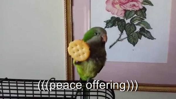 peace offering.png